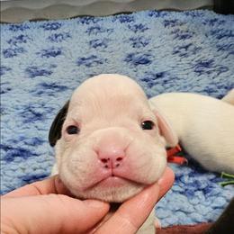 Gracie - White female Boxer puppy in East Moline, Illinois from WildRiver Boxers