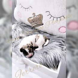 Cockapoo Puppies from Royal Cockapoo Playhouse