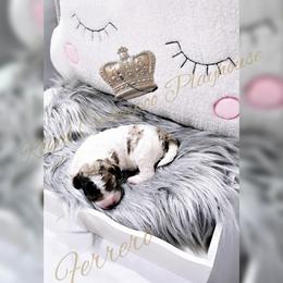 Cockapoo Puppies from Royal Cockapoo Playhouse
