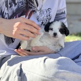 Athena - Black and white female Bernedoodle puppy in Larimer County, Colorado from Puppy Love Doodles