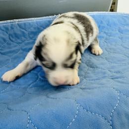 Levi - Blue merle male Miniature Australian Shepherd puppy in Norco, California from Joyfulpuppies