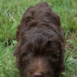 Goldendoodle Puppies from Music City Goldendoodles