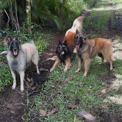 Belgian Tervuren All Grown Up from Baulerschmidt Belgians