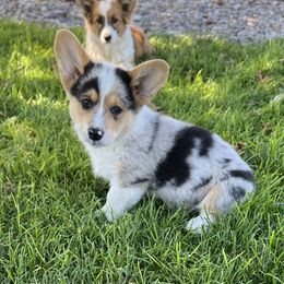 American Corgi, Companion Cross, Miniature Australian Shepherd, and Pembroke Welsh Corgi Puppies from FreckledCowgirlCorgis