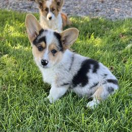 American Corgi, Companion Cross, Miniature Australian Shepherd, and Pembroke Welsh Corgi Puppies from FreckledCowgirlCorgis