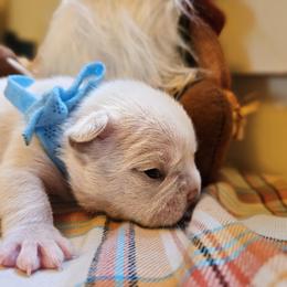 French Bulldog Puppies from Electric City Frenchies