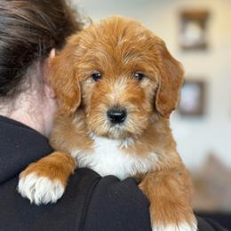 Blue collar - Red  male Goldendoodle puppy in Spokane, Washington from Doodle Love