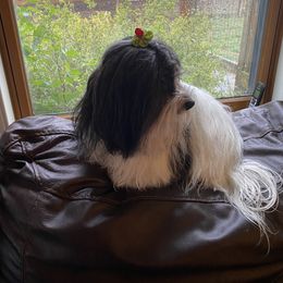 Portia - Havanese