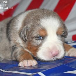 Persephone - Blue merle female Miniature Australian Shepherd puppy in Patterson, North Carolina from DreamLine Aussies