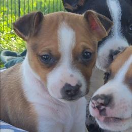 Red Sable Irish-Marked Female - Red white and sable female Rat Terrier puppy in Webb City, Missouri from Rocking 4C