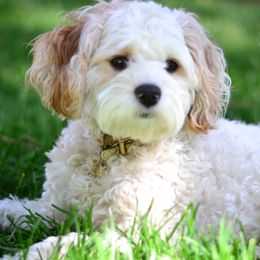 June - Cavapoo