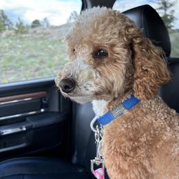 Nugget - Poodle