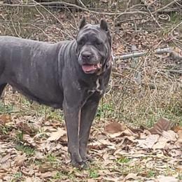 Bella - Cane Corso