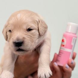 Girl 3 - Pink - Light golden female Golden Retriever puppy in Mc Minnville, Tennessee from Wishaw Whisky Golden Retrievers