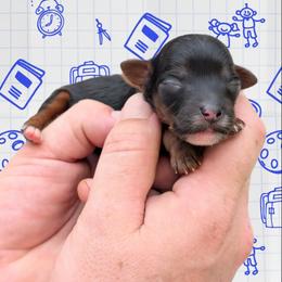 Monday - Black and tan male Yorkipoo puppy in Coshocton, Ohio from Forever Family Puppies