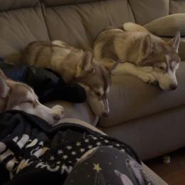 Siberian Huskies from Boon Hill Huskies