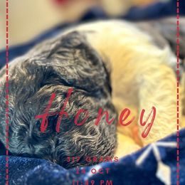 Goldendoodle Puppies from Life is Golden Doodles