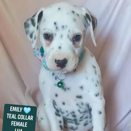 Emily (Teal Collar Female) LUA - White and black female Dalmatian puppy in Raymondville, Missouri from Wagner's Dalmatian's