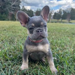 Barbie - Tricolors female French Bulldog puppy in Salisbury, Maryland from 77 Frenchies Maryland