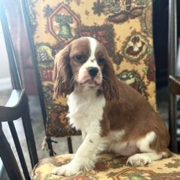 Boy 1 - Blenheim male Cavalier King Charles Spaniel puppy in Ocala Fl, Florida from Encore Cockers