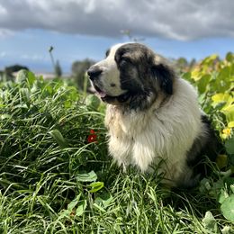 Carlo - Pyrenean Mastiff