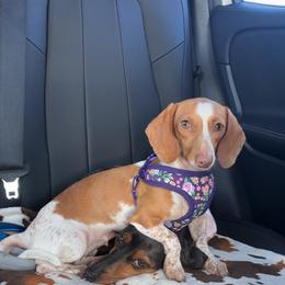 Harper - Piebald female Dachshund puppy in Waycross, Georgia from Willow Run Dachshund’s
