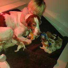 Clumber Spaniel and Irish Red and White Setter Puppies from NyaStar & Chequamegon