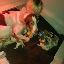 Clumber Spaniel and Irish Red and White Setter Puppies from NyaStar & Chequamegon