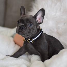 French Bulldog Puppies from Poppy’s Frenchies