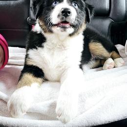 Australian Shepherd Puppies from Gypsy River Aussies