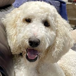Lola - Sheepadoodle
