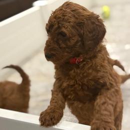 Red Collar - Red  male Poodle puppy in Orange, Connecticut from Shamrock’s Poodles