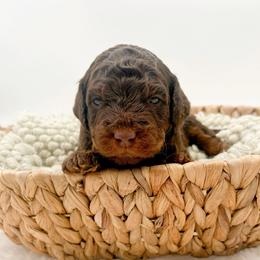 Dubai - Phantom male Goldendoodle puppy in North Carolina from Tuxedo Mountain Doodles