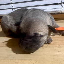 Orange - Yellow female Black Mouth Cur puppy in Warsaw, Missouri from Heritage Cow Dogs