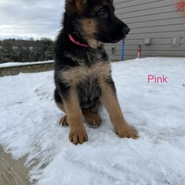 Pink Girl - German Shepherd puppy in New York from Vom Kalte Stadt