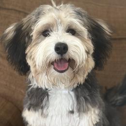 Remi - Bernedoodle