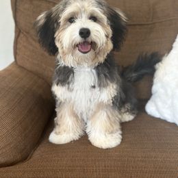 Remi - Bernedoodle