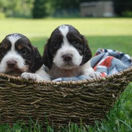 Dachshund and English Springer Spaniel Puppies from Indian Creek Springers