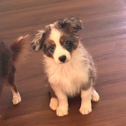 Boy 1 - Blue merle Miniature Australian Shepherd puppy in Corydon, Indiana from Arbuckle’s Lookin Good Aussies (LGA)