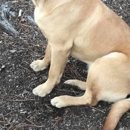 Labrador Retrievers from Hilltop-Retrievers
