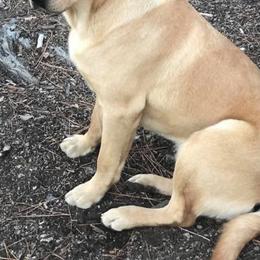 Labrador Retrievers from Hilltop-Retrievers