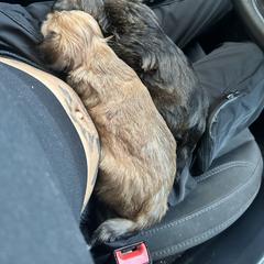 Shorkie Puppies from Evelyn Renee House of Aces