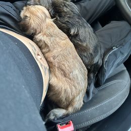 Shorkie Puppies from Evelyn Renee House of Aces