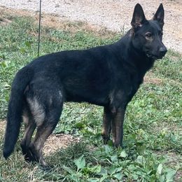 Gus - German Shepherd