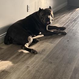 Deuce Harold - Cane Corso