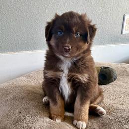 Ketchup - Red tri male Miniature Australian Shepherd puppy in Medical Lake, Washington from MAS Gone Rogue