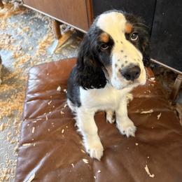 English Springer Spaniel Puppies from Silly Springers