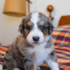 Buttercup - female Australian Mountain Doodle puppy in Lafayette, Missouri from Brick House Farm Doodles