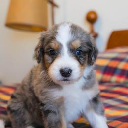 Buttercup - female Australian Mountain Doodle puppy in Lafayette, Missouri from Brick House Farm Doodles