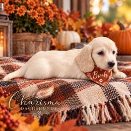 Brooks - Cream male Dachshund puppy in Mountainburg, Arkansas from Charisma Dachshunds